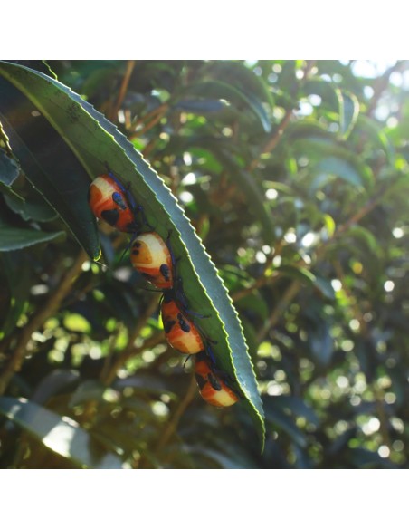 PROJET ROYAL VERT RUAN ZHI 2025