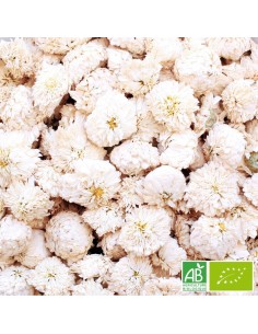 CAMOMILLE ROMAINE CERTIFIÉ BIO