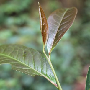 THÉIERS SAUVAGES VIOLETS PUER SHENG BIO 2