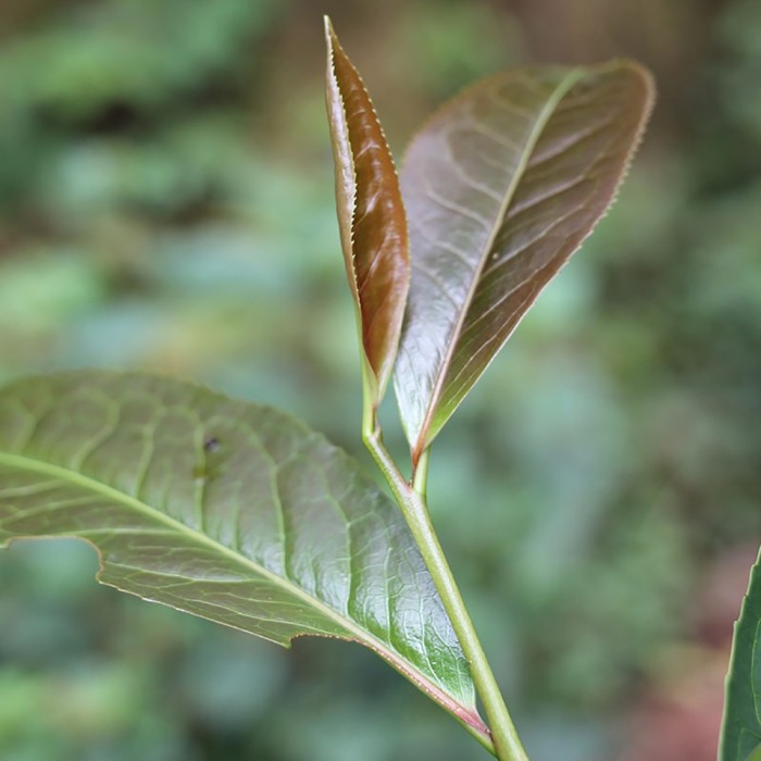 THÉIERS SAUVAGES VIOLETS PUER SHENG BIO