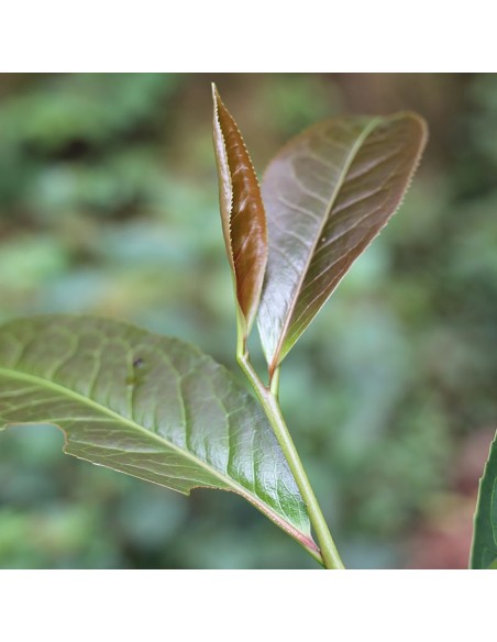 THÉIERS SAUVAGES VIOLETS PUER SHENG BIO