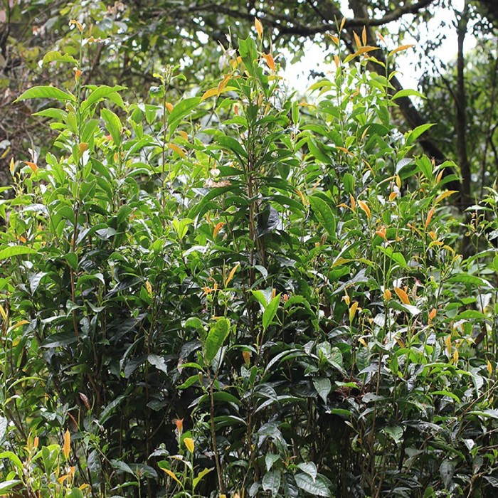 THÉIERS SAUVAGES VIOLETS PUER SHENG BIO