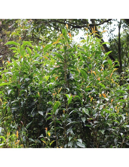 THÉIERS SAUVAGES VIOLETS PUER SHENG BIO