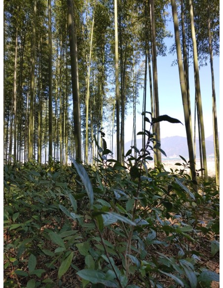 JUKRO WOORICHA BLACK TEA