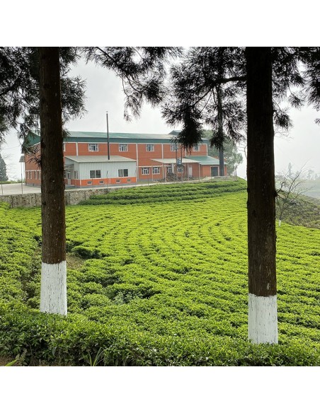 ILAM WONDER FIRST FLUSH '25 ORGANIC CERTIFIED