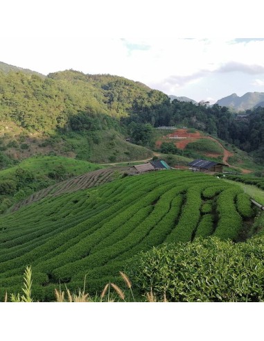 PROJET ROYAL VERT RUAN ZHI 2025 PROJET ROYAL VERT RUAN ZHI 2025