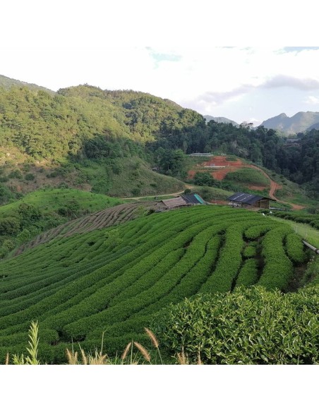 PROJET ROYAL VERT RUAN ZHI 2025