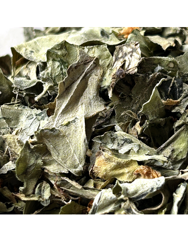 BASIL LEAF ORGANIC CERTIFIED