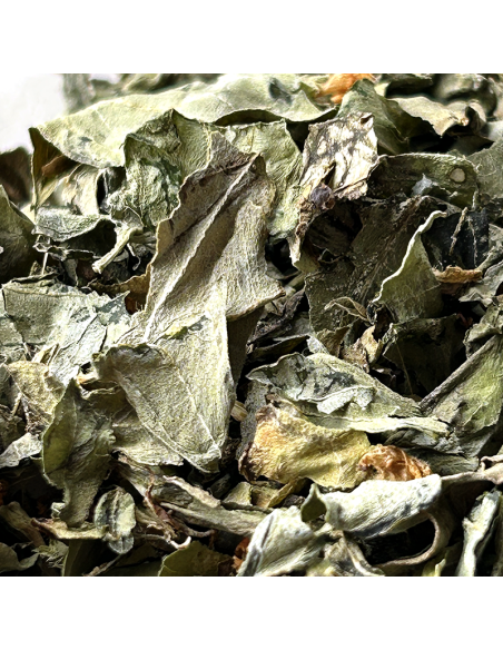 BASILIC FEUILLE CERTIFIÉ BIO