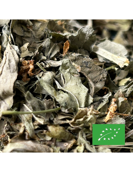 BASIL LEAF ORGANIC CERTIFIED