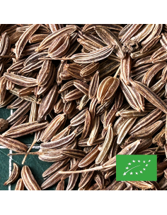 CARVI GRAINES (CUMIN DES PRÉS) CERTIFIÉ BIO