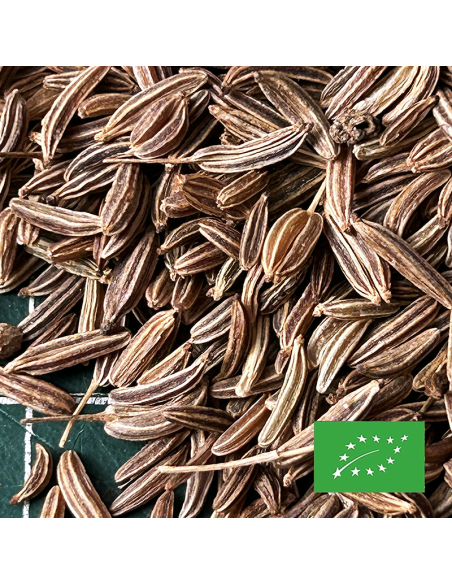 CARVI GRAINES (CUMIN DES PRÉS) CERTIFIÉ BIO