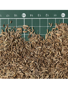CARVI GRAINES (CUMIN DES PRÉS) CERTIFIÉ BIO 2
