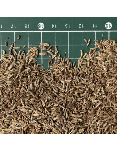 CARVI SEEDS ORGANIC CERTIFIED CARVI SEEDS ORGANIC CERTIFIED