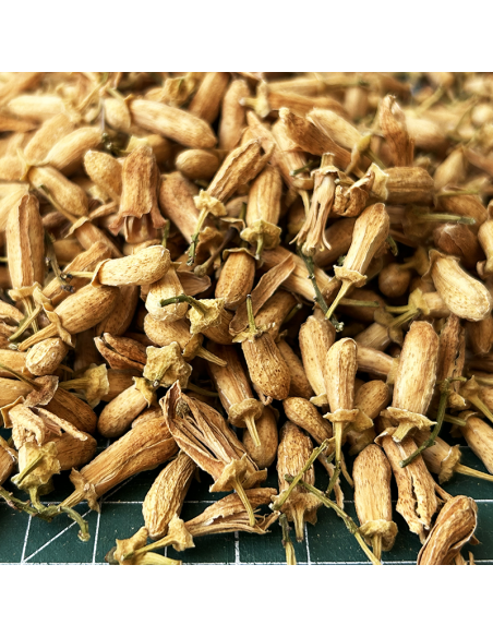 ORANGE FLOWER BUDS ORGANIC CERTIFIED
