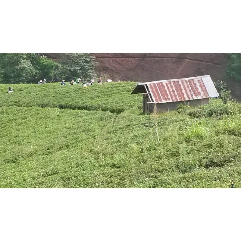 JINXUAN OOLONG JINXUAN OOLONG