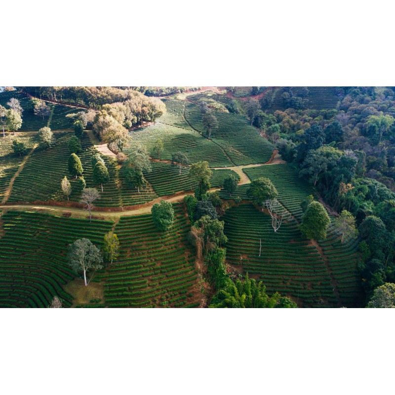 JINXUAN OOLONG JINXUAN OOLONG