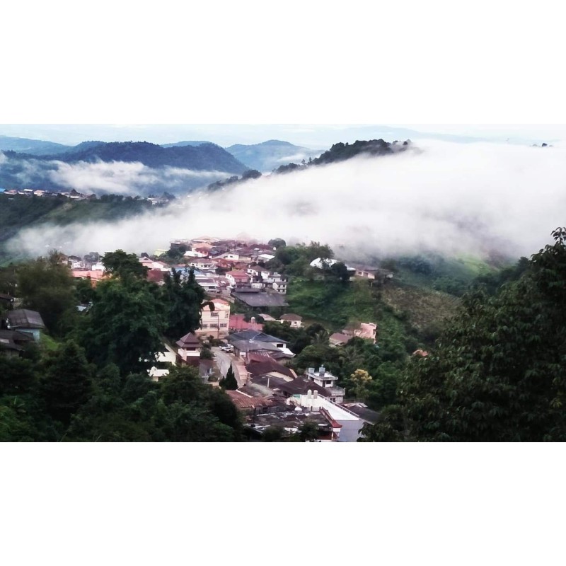 JINXUAN OOLONG JINXUAN OOLONG