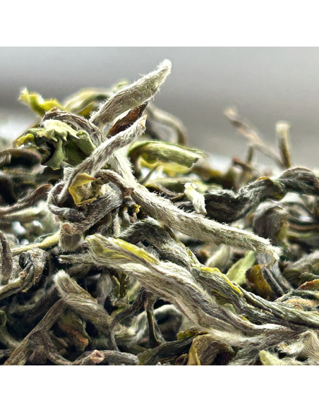 MIST VALLEY FIRST FLUSH '25 CERTIFIÉ BIO