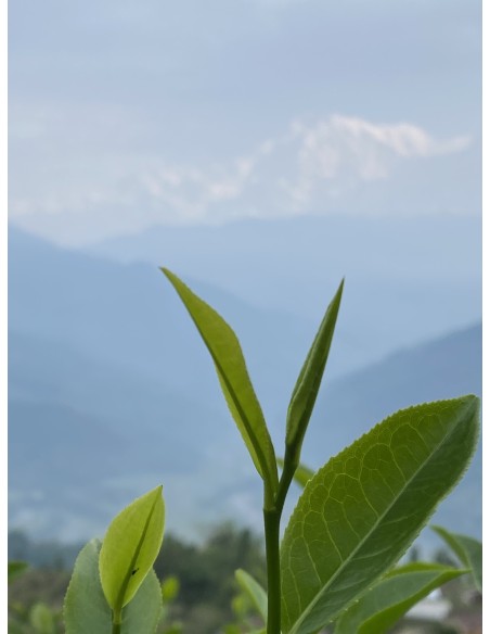 MACHAPUCHRE GREEN TEA