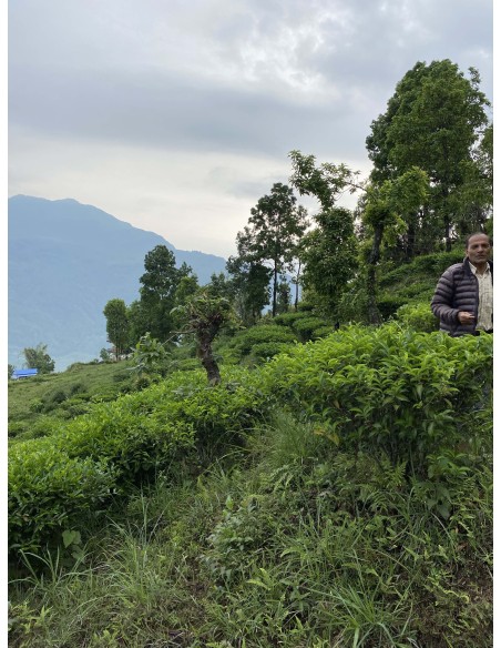 MACHAPUCHRE GREEN TEA