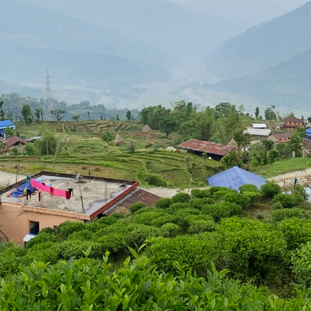 MACHAPUCHRE FIRST FLUSH TYPE DARJEELING 2024