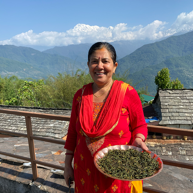 MACHAPUCHRE FIRST FLUSH TYPE DARJEELING 2024