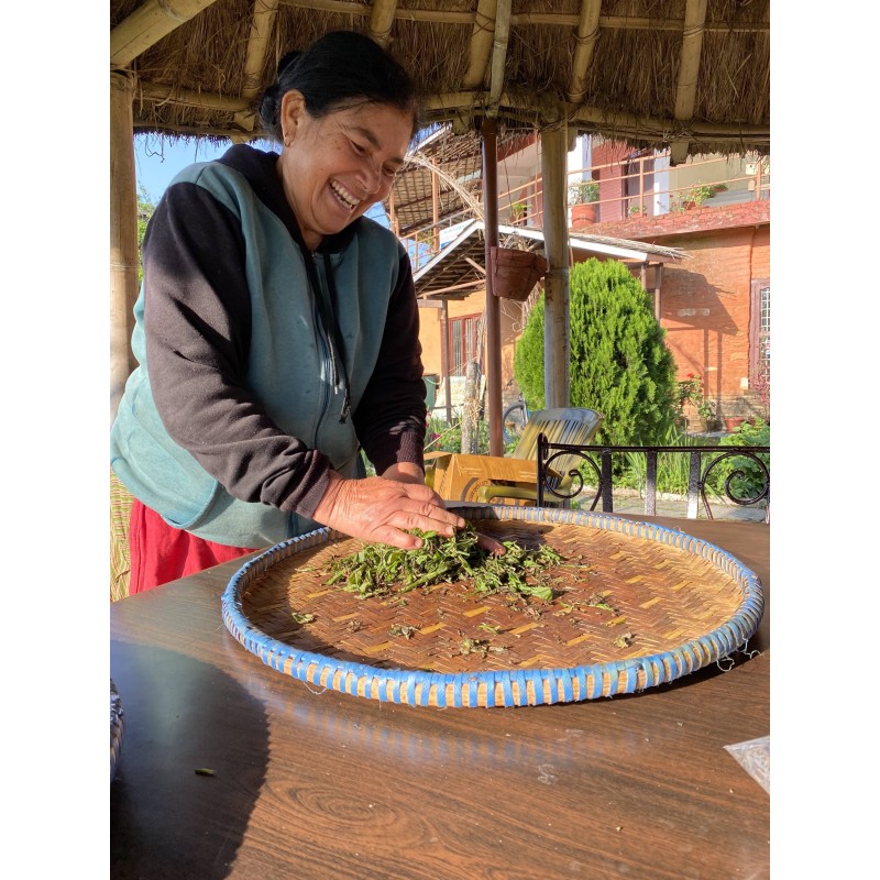 MACHAPUCHRE FIRST FLUSH TYPE DARJEELING 2024