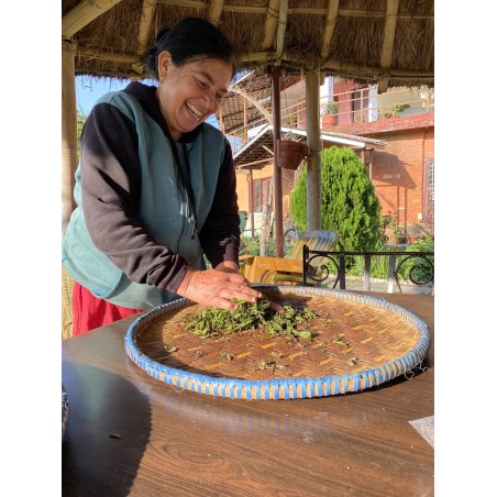 MACHAPUCHRE FIRST FLUSH TYPE DARJEELING 2024