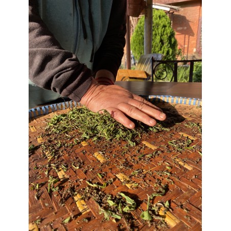 MACHAPUCHRE FIRST FLUSH TYPE DARJEELING 2024