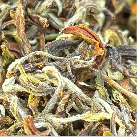 MACHAPUCHRE FIRST FLUSH TYPE DARJEELING 2024