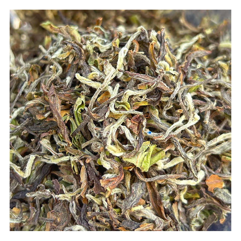 MACHAPUCHRE FIRST FLUSH TYPE DARJEELING 2024