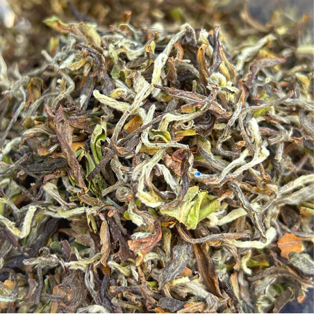 MACHAPUCHRE FIRST FLUSH TYPE DARJEELING 2024