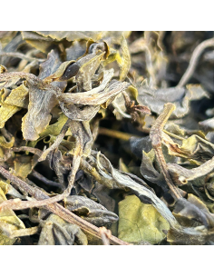 GABA GREEN TEA