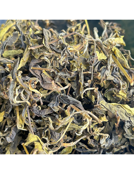 GABA GREEN TEA