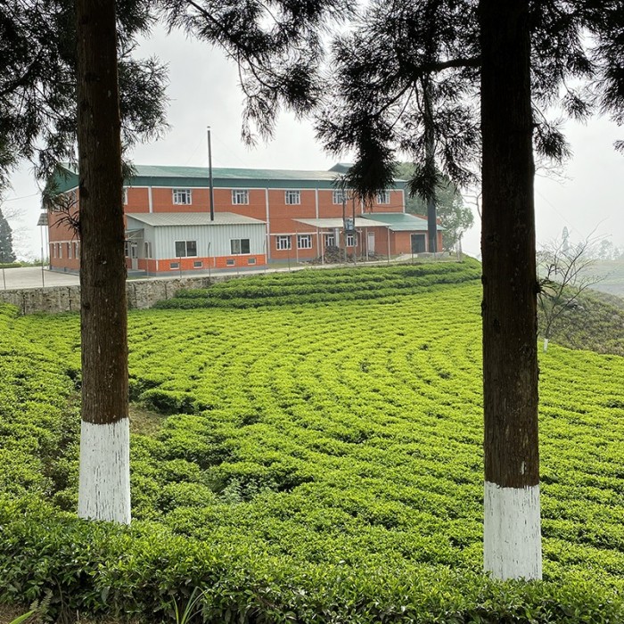 MIST VALLEY 2ND FLUSH CERTIFIE BIO