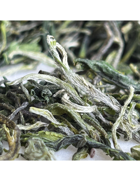 JINSHAN PREQINGMING - HANGZHOU 2024