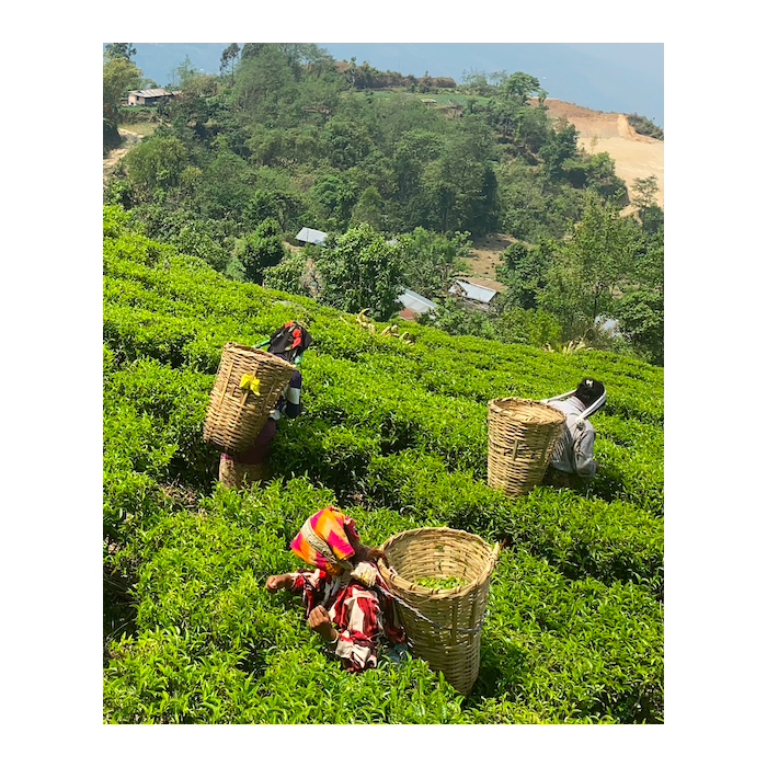 JUN CHIYABARI J116 SUMMER FLUSH CERTIFIÉ BIO