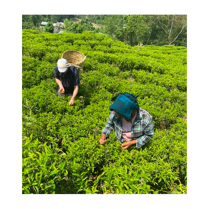 JUN CHIYABARI J116 SUMMER FLUSH CERTIFIÉ BIO