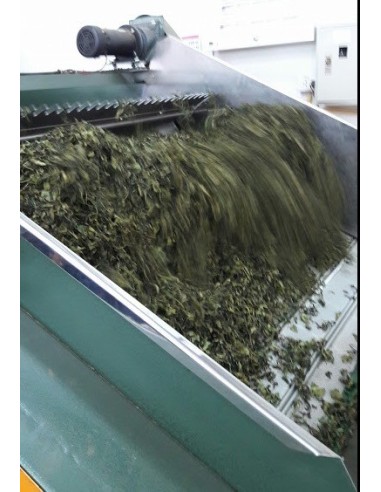 OSMANTHUS OOLONG OSMANTHUS OOLONG
