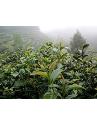 OSMANTHUS OOLONG OSMANTHUS OOLONG