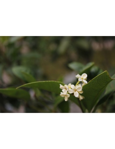 OSMANTHUS OOLONG OSMANTHUS OOLONG