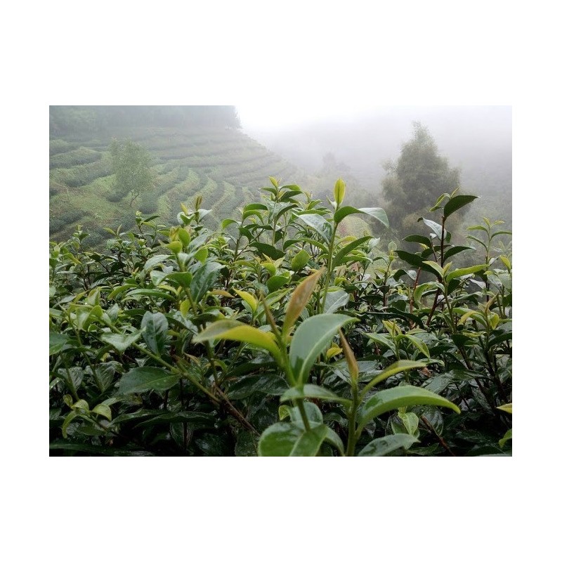 EMERAUDE-  Ruanzhi Oolong EMERAUDE-  Ruanzhi Oolong