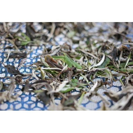 PUER SHENG - CHA DOI KIO CERTIFIÉ BIO