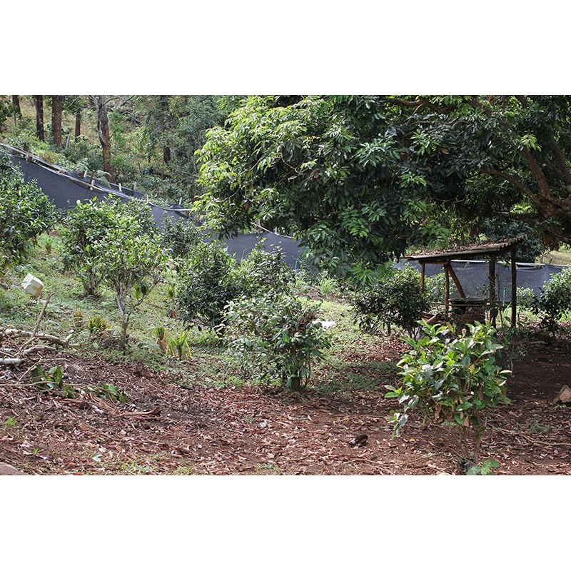 CHA DOI DAM CERTIFIÉ BIO CHA DOI DAM CERTIFIÉ BIO