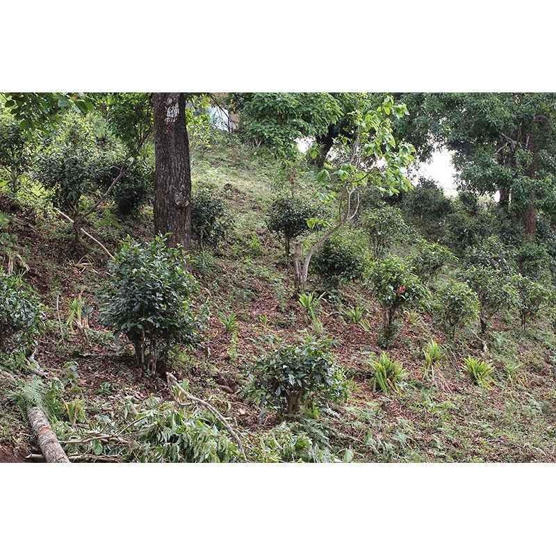 CHA DOI DAM CERTIFIÉ BIO CHA DOI DAM CERTIFIÉ BIO