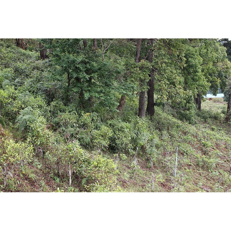 CHA DOI DAM CERTIFIÉ BIO CHA DOI DAM CERTIFIÉ BIO