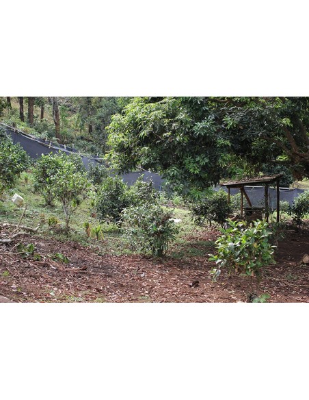 HONGCHA CERTIFIÉ BIO