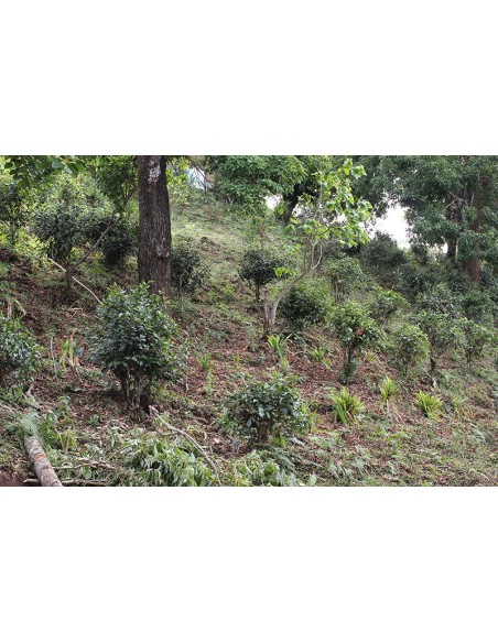 HONGCHA CERTIFIÉ BIO