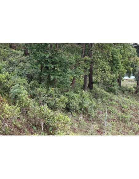 HONGCHA CERTIFIÉ BIO